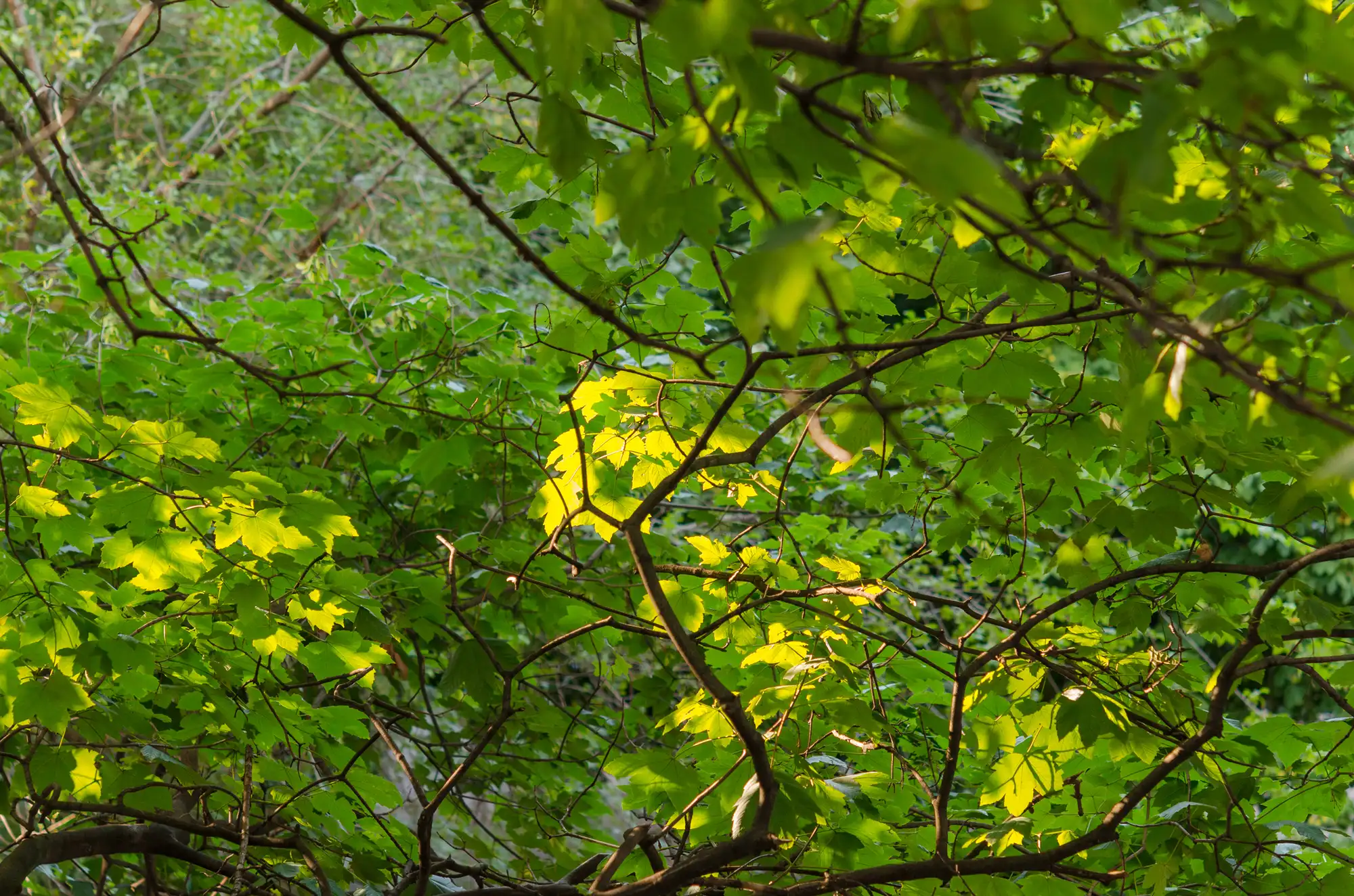 Residential Tree Service