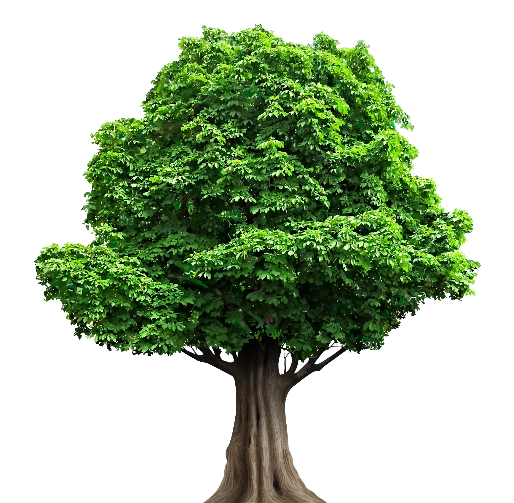 Residential Tree Service