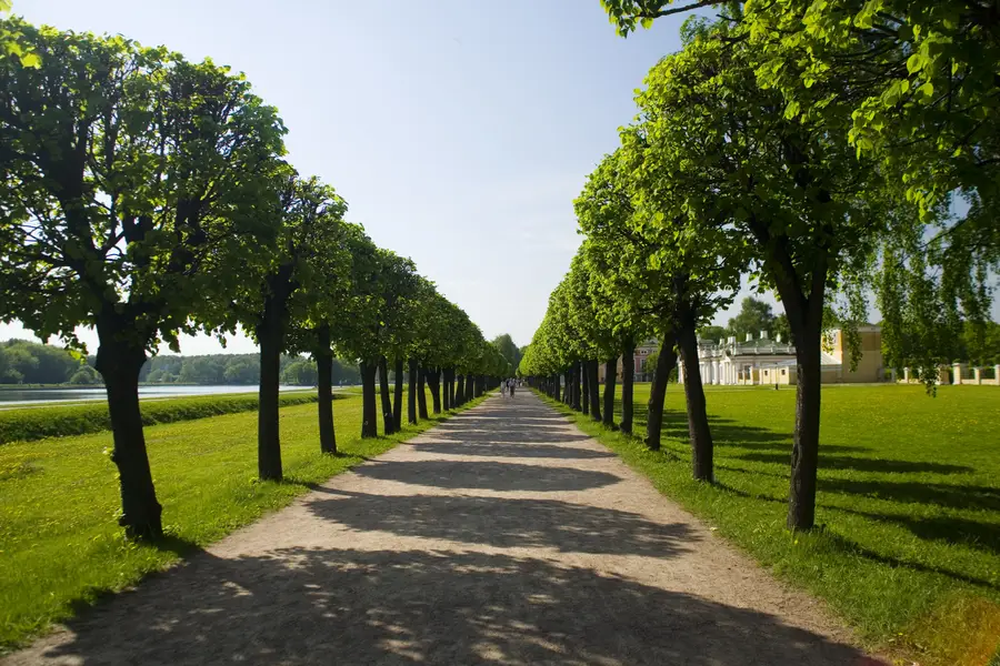 Commercial Tree Service