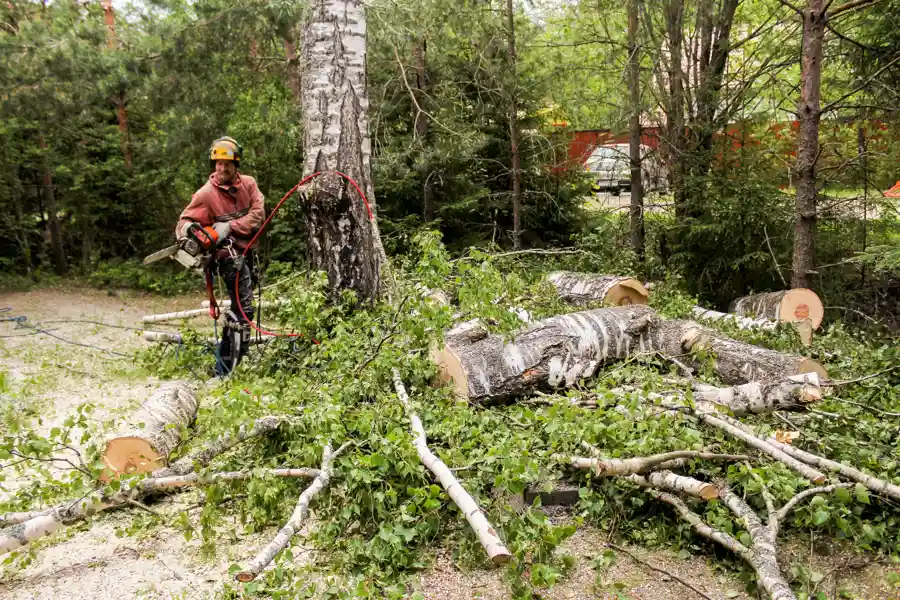 Residential Tree Service