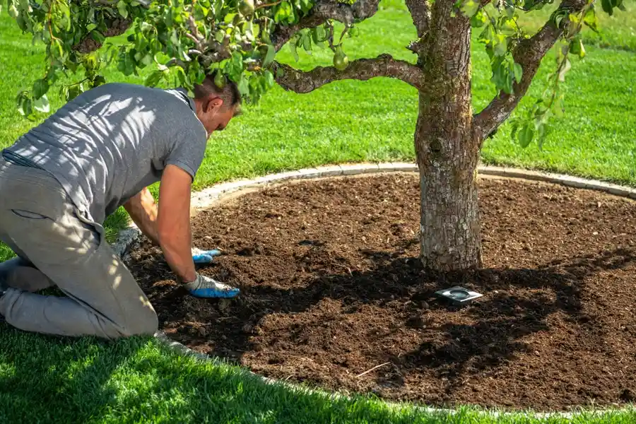 Tree Care