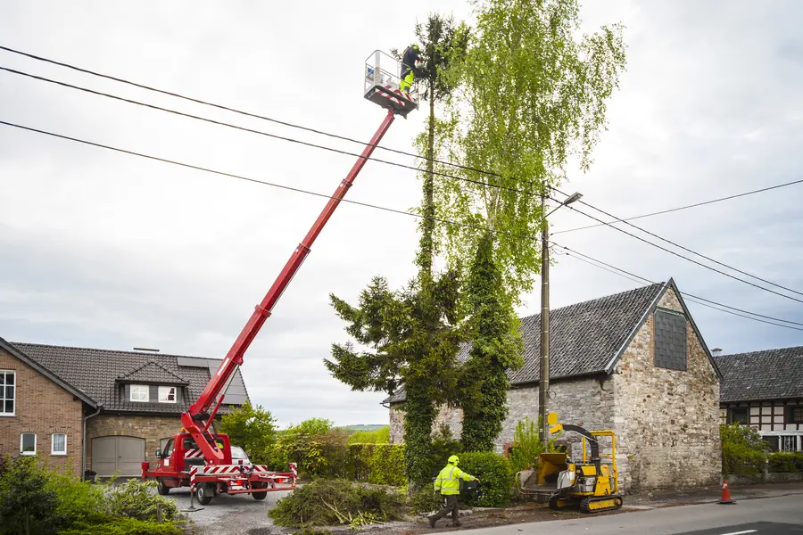 Tree Maintenance