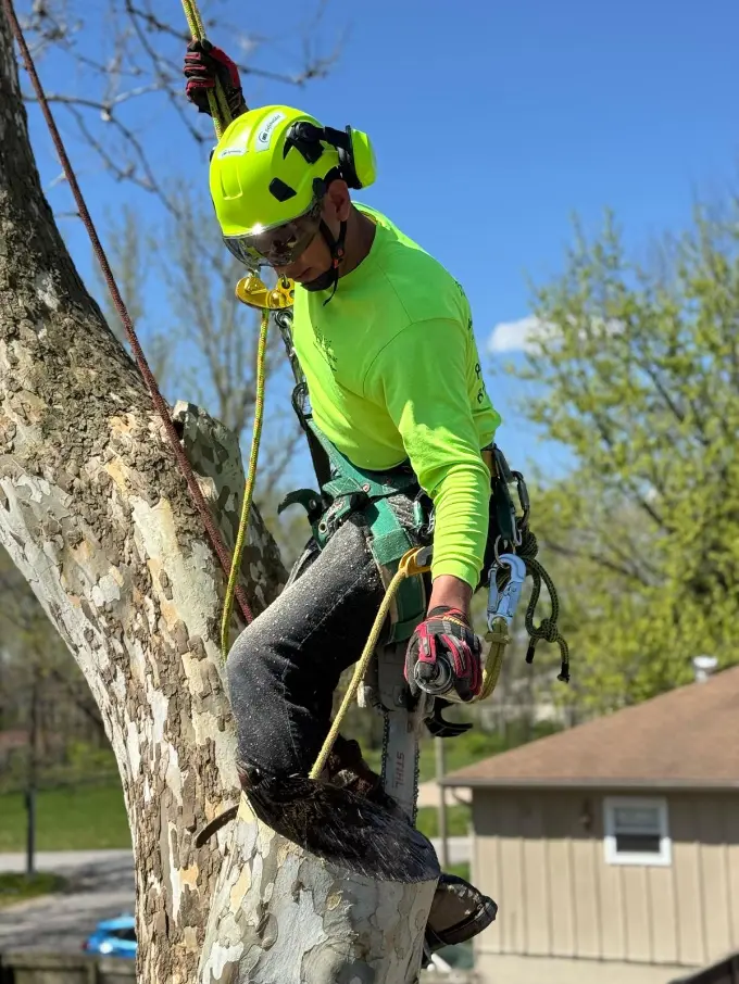 Tree Pruning