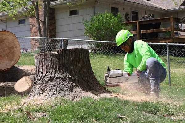 Tree Removal