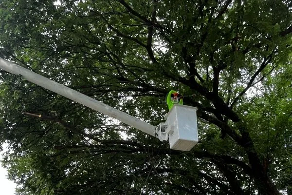 Tree Trimming